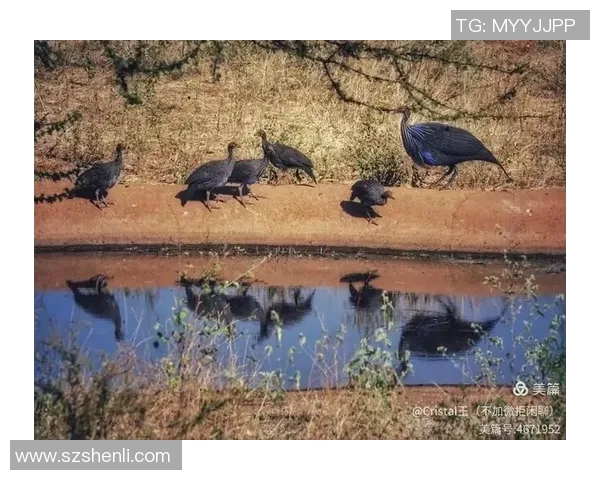 肯尼亚与坦桑尼亚的足球对决分析与历史回顾